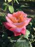 Dr. Omar Zawani rose photo
