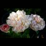 English Elegance rose photo
