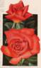 Charles P. Kilham rose photo