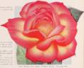 Marion Cran rose photo