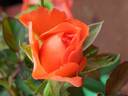 Orange ™ Kordana ® rose photo
