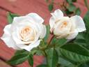 Yosooi rose photo