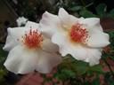 Ellen Willmott rose photo