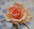 Covington Ridge rose photo