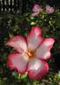 Pretty Kiss rose photo