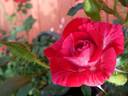Rose Gilardi ™ rose photo