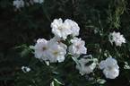 Jeanne d'Arc rose photo