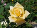 Moskoot rose photo
