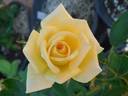 Moskoot rose photo