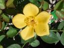 My Sunshine rose photo