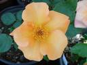 Bronze Medal rose photo