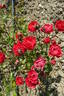 Red Triumph rose photo