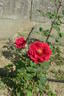 Blatná rose photo