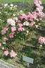 Roztomilá rose photo