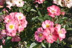 Roztomilá rose photo