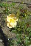 Irénke rose photo