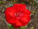 Pussta rose photo