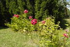 Gräfin Marie Henriette Chotek rose photo