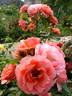 Amelia Renaissance rose photo