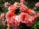 Amelia Renaissance rose photo