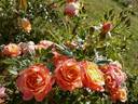 Briosa ® rose photo