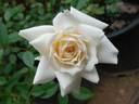 Star Dust ™ rose photo