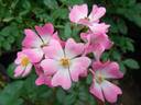 Pookah rose photo