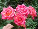 Wanderlust rose photo