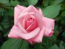 Eternity rose photo