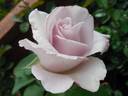 Cologne rose photo