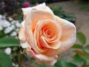 Sandusky rose photo