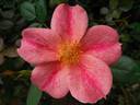 The Imposter rose photo