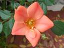 Incendio ™ rose photo