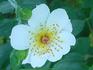 Little White Lies rose photo