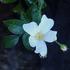 Bill Grant ™ rose photo