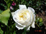 Cyril Fletcher rose photo