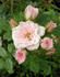 Connie Lohn rose photo