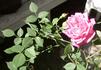 Grandmom Schmidt rose photo
