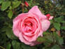Rose Parade rose photo
