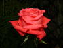 Malicorne ® rose photo