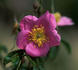 Autumn Glow rose photo