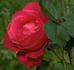 Hi Neighbor rose photo