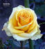 Gold Strike rose photo