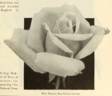 Colleen rose photo