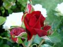 Niccolo Paganini rose photo