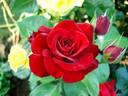 Niccolo Paganini rose photo