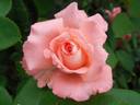 Waiheke rose photo