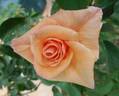 Sandusky rose photo
