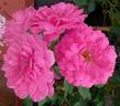 Duftendes Weisskirchen rose photo