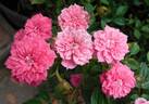 Little Pinkie rose photo